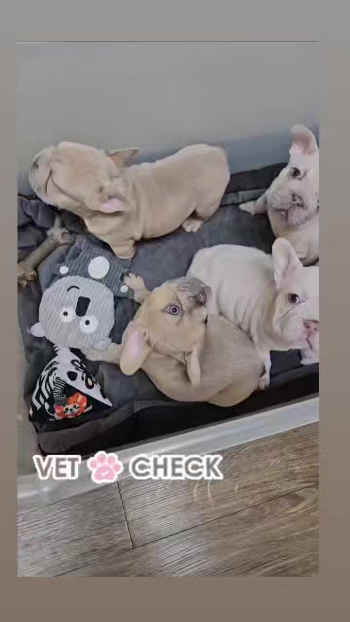 @Colorado Frenchies