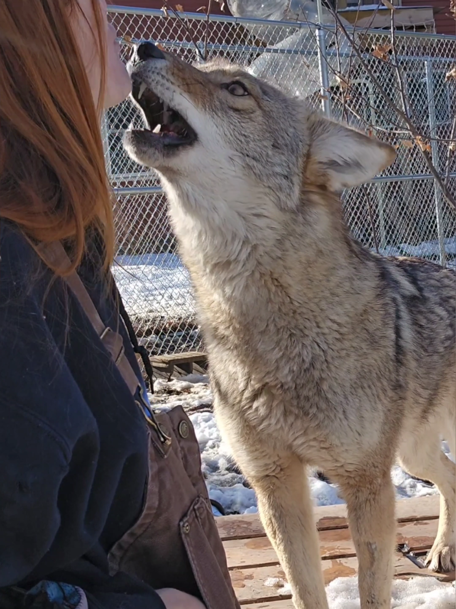 @saveafox