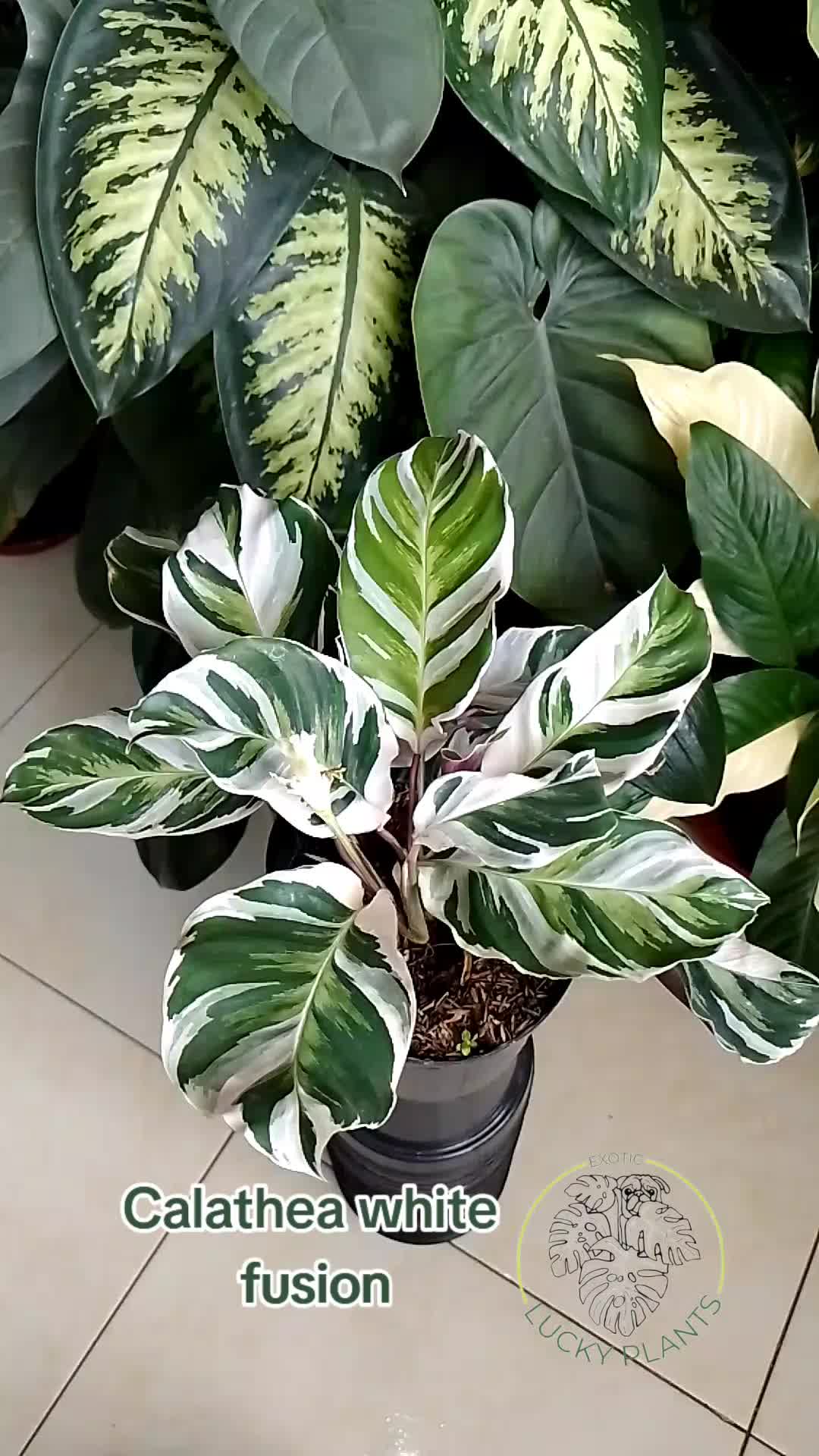 @LUCKY PLANTS