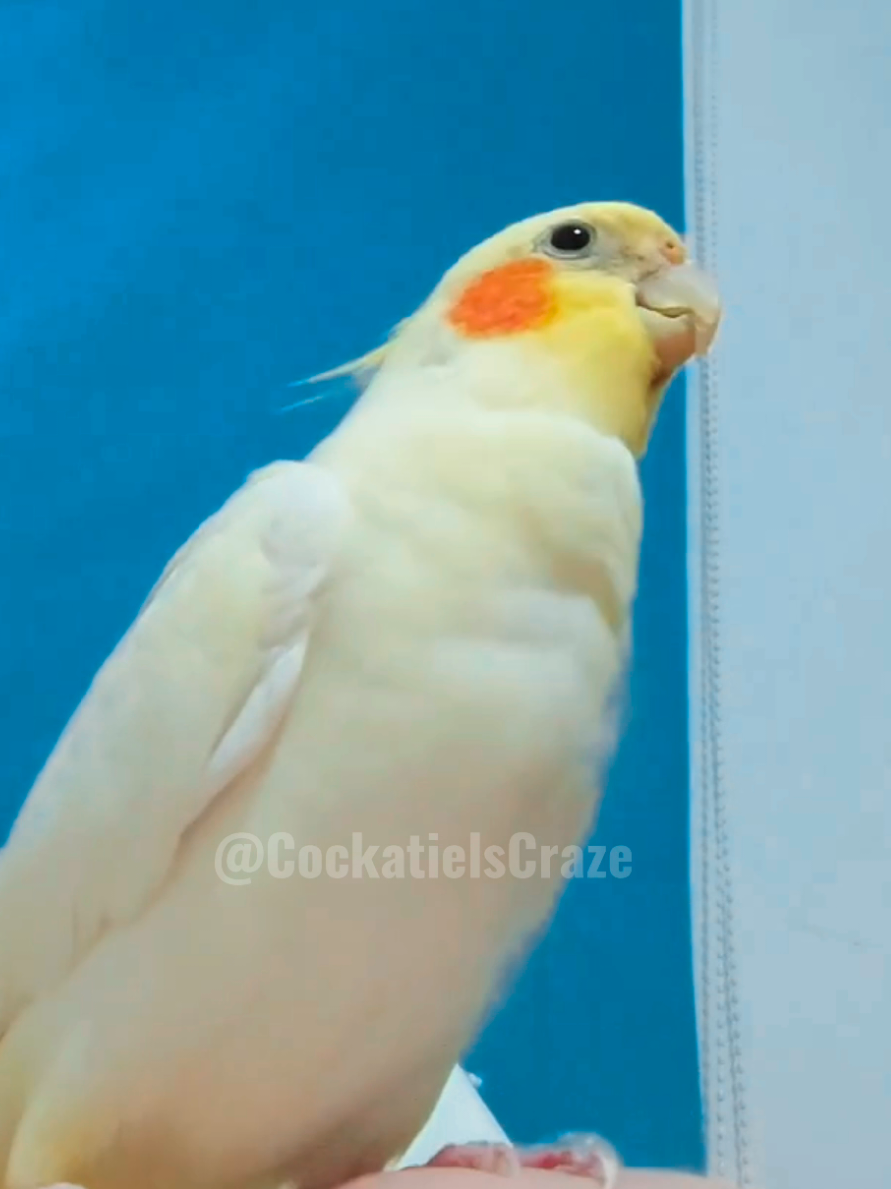 @Cockatiels Craze