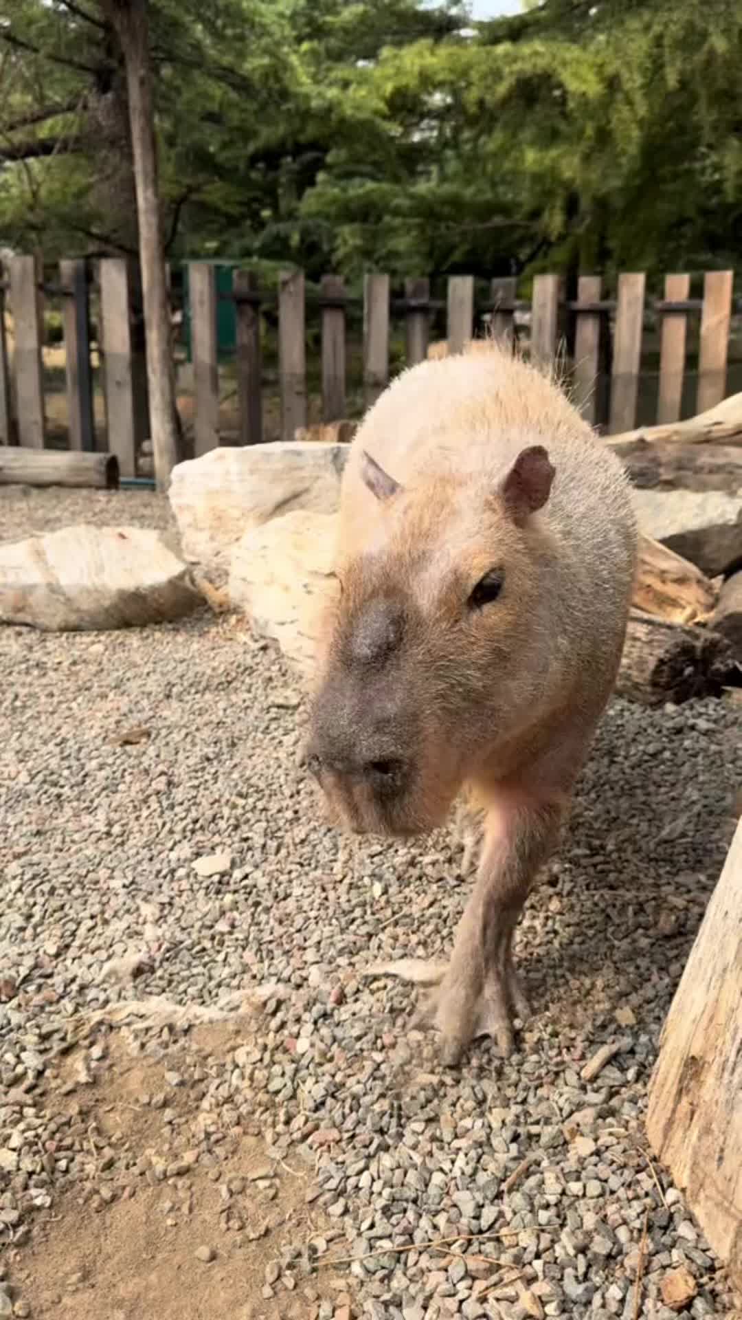 @CuteAnimal