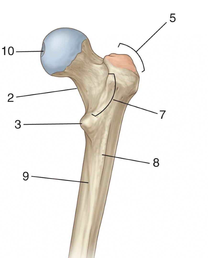 @Pasi&oacute;n por la Anatom&iacute;a