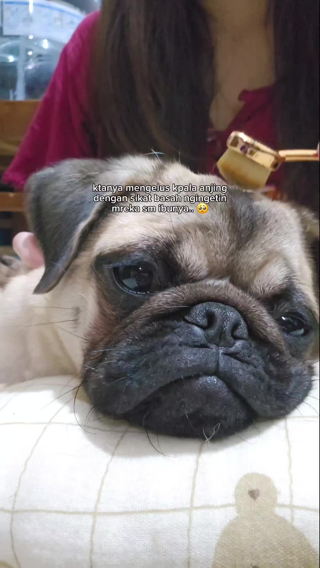 @Miso The Pug | Eat&Travel 🐾