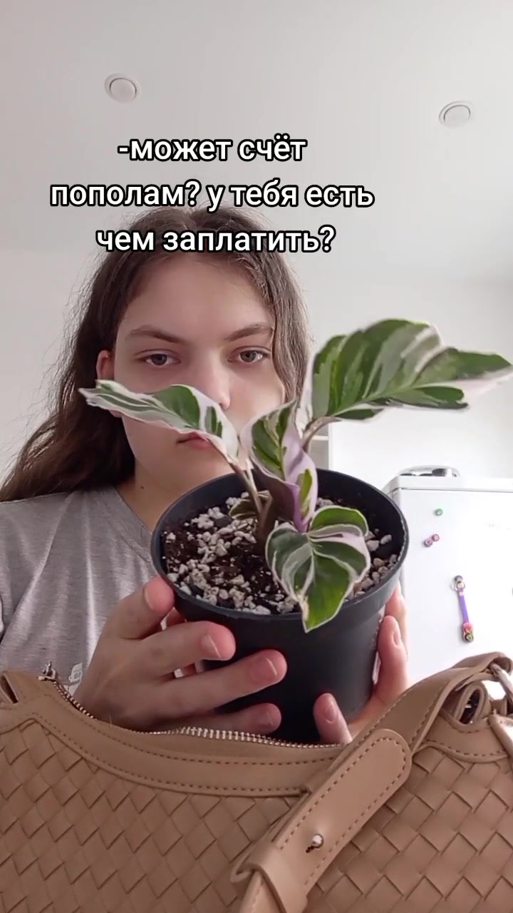 @mosungrass