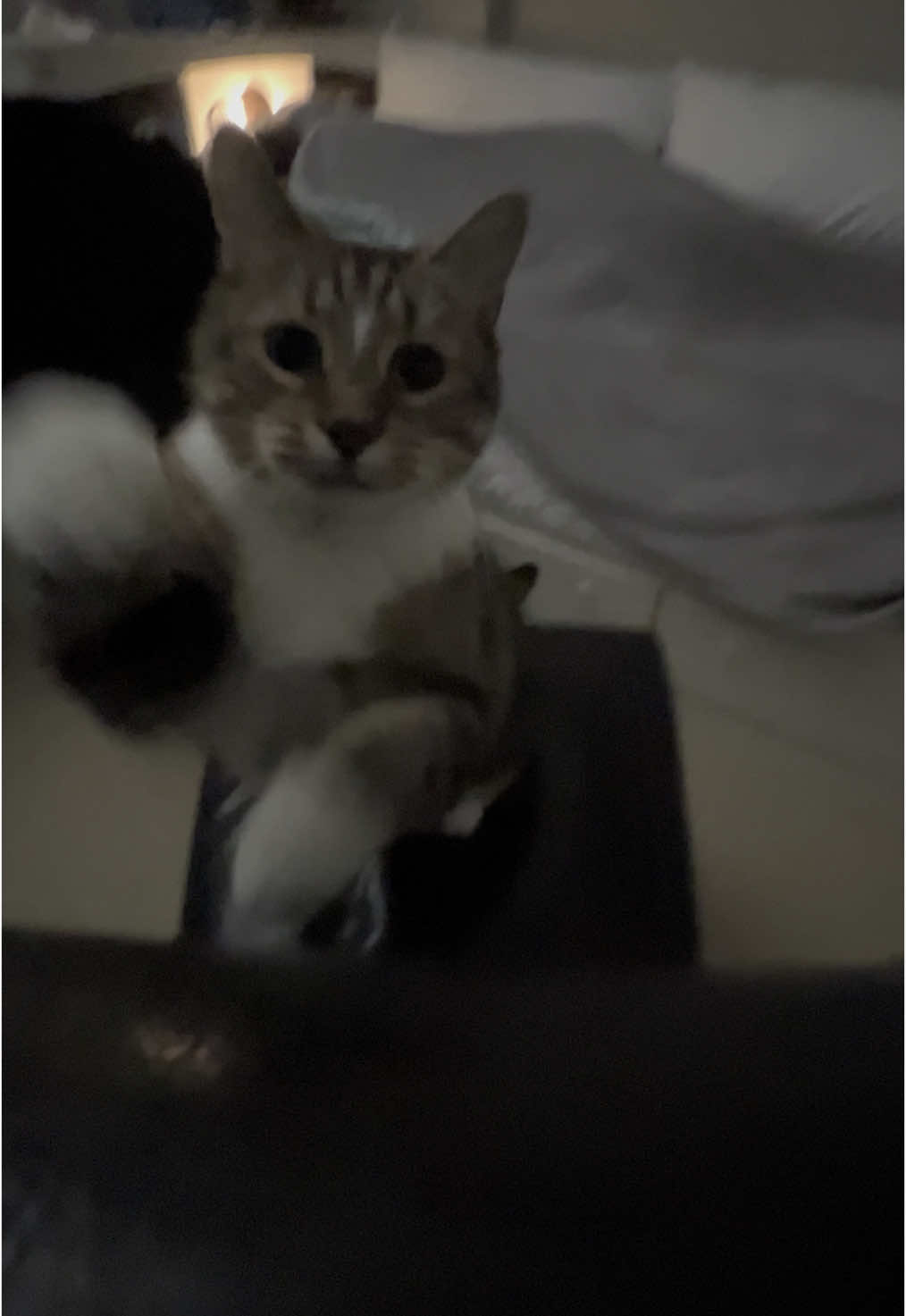 @⋆˙⟡