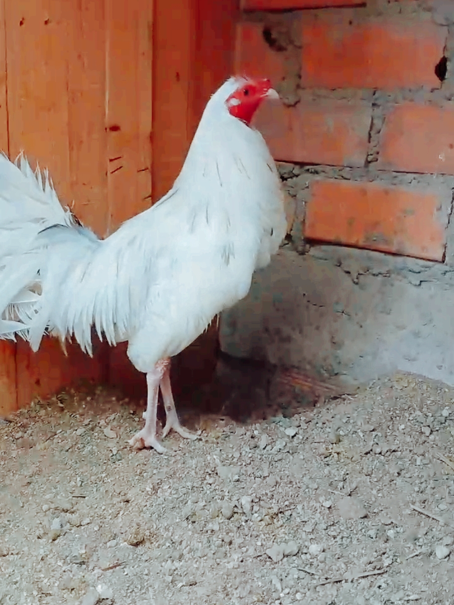 @GALLOS FINOS