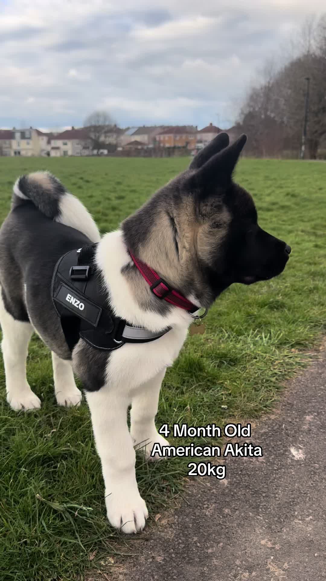 @EnzoTheAkita