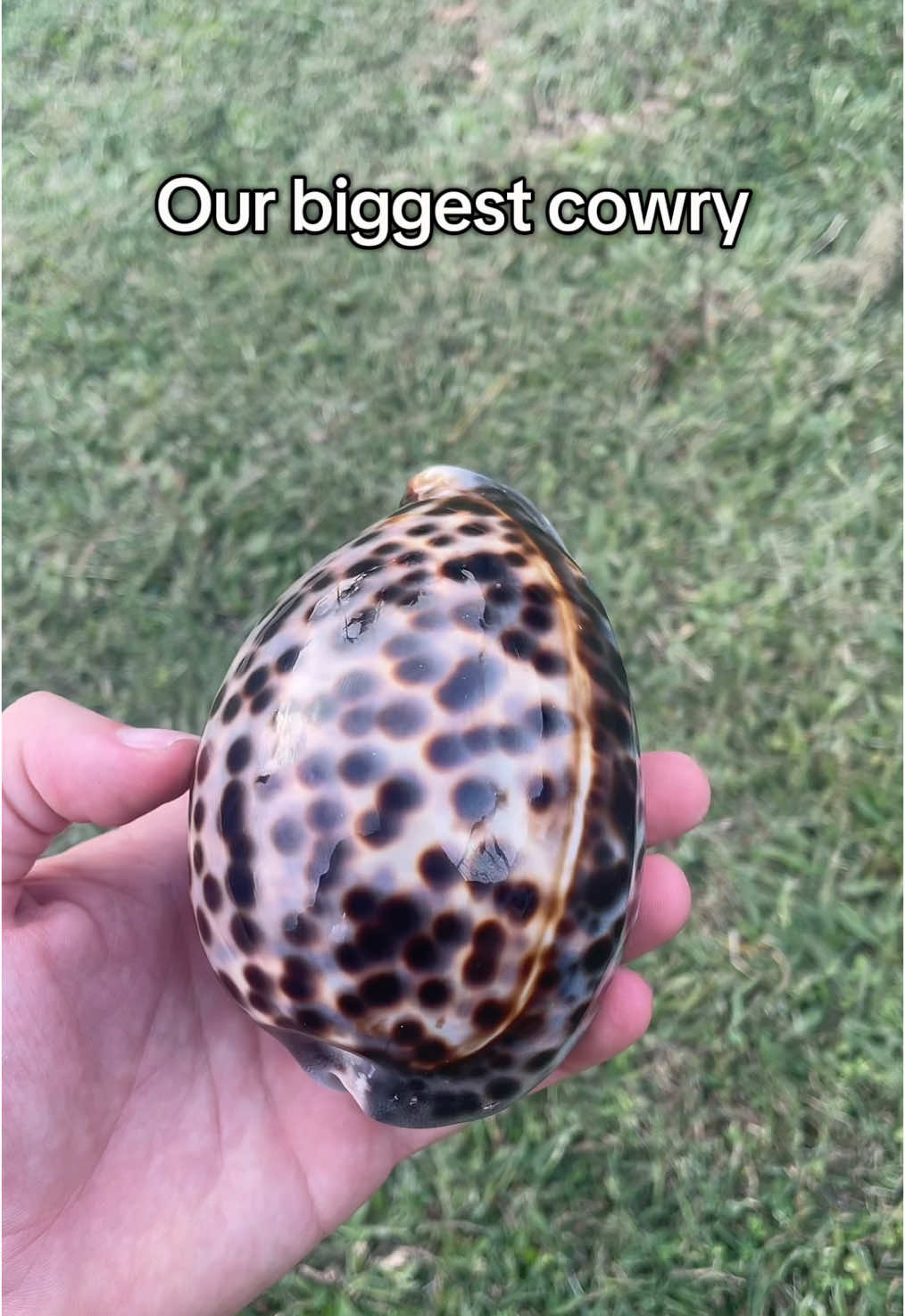 @hishellguy