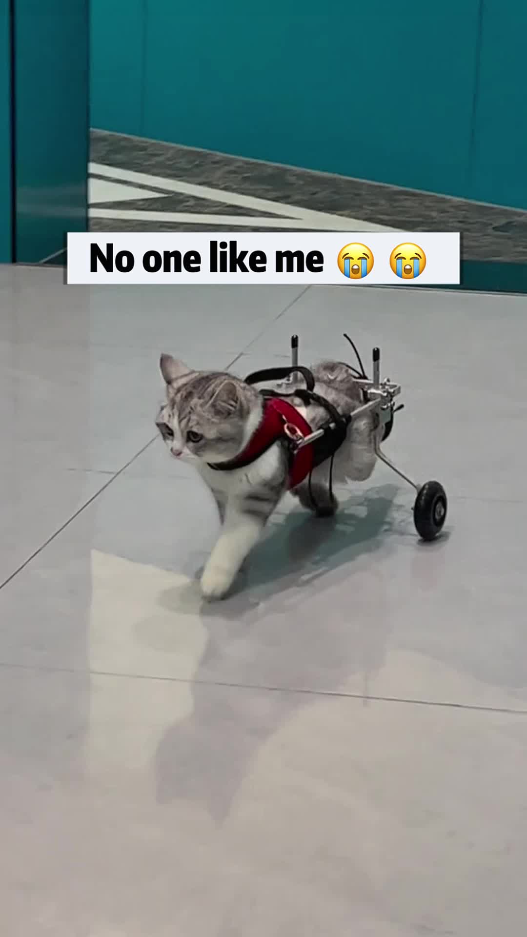 @rjtech888
