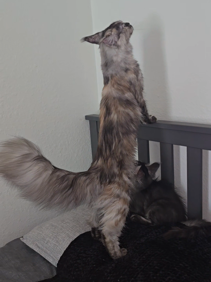 @Peaky Claws Cattery