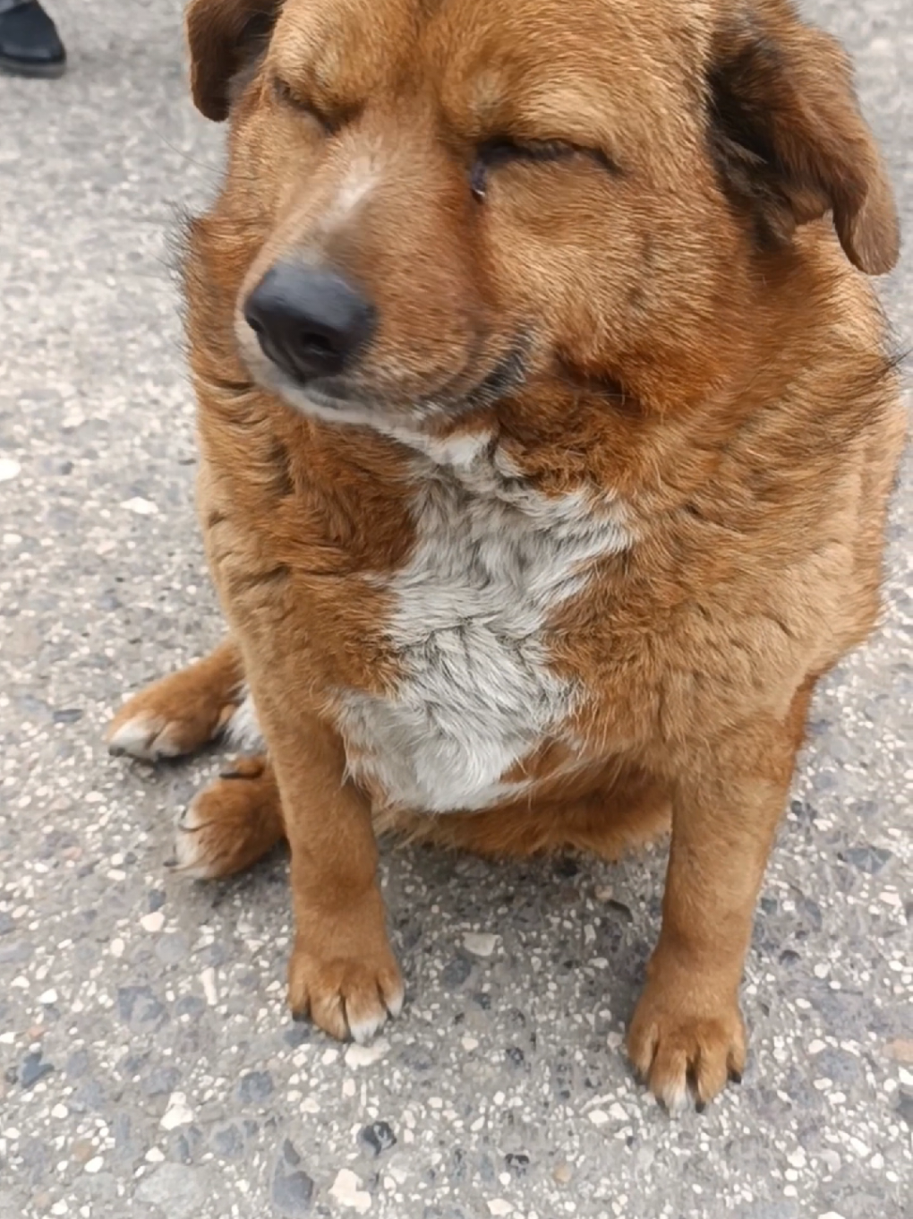 @Drooly Doggy