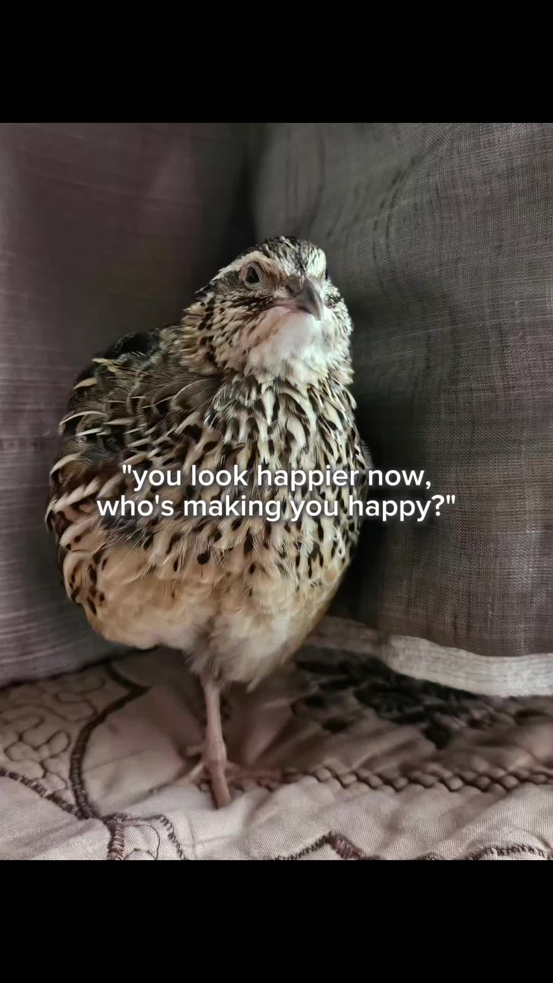 @birdlover123:)