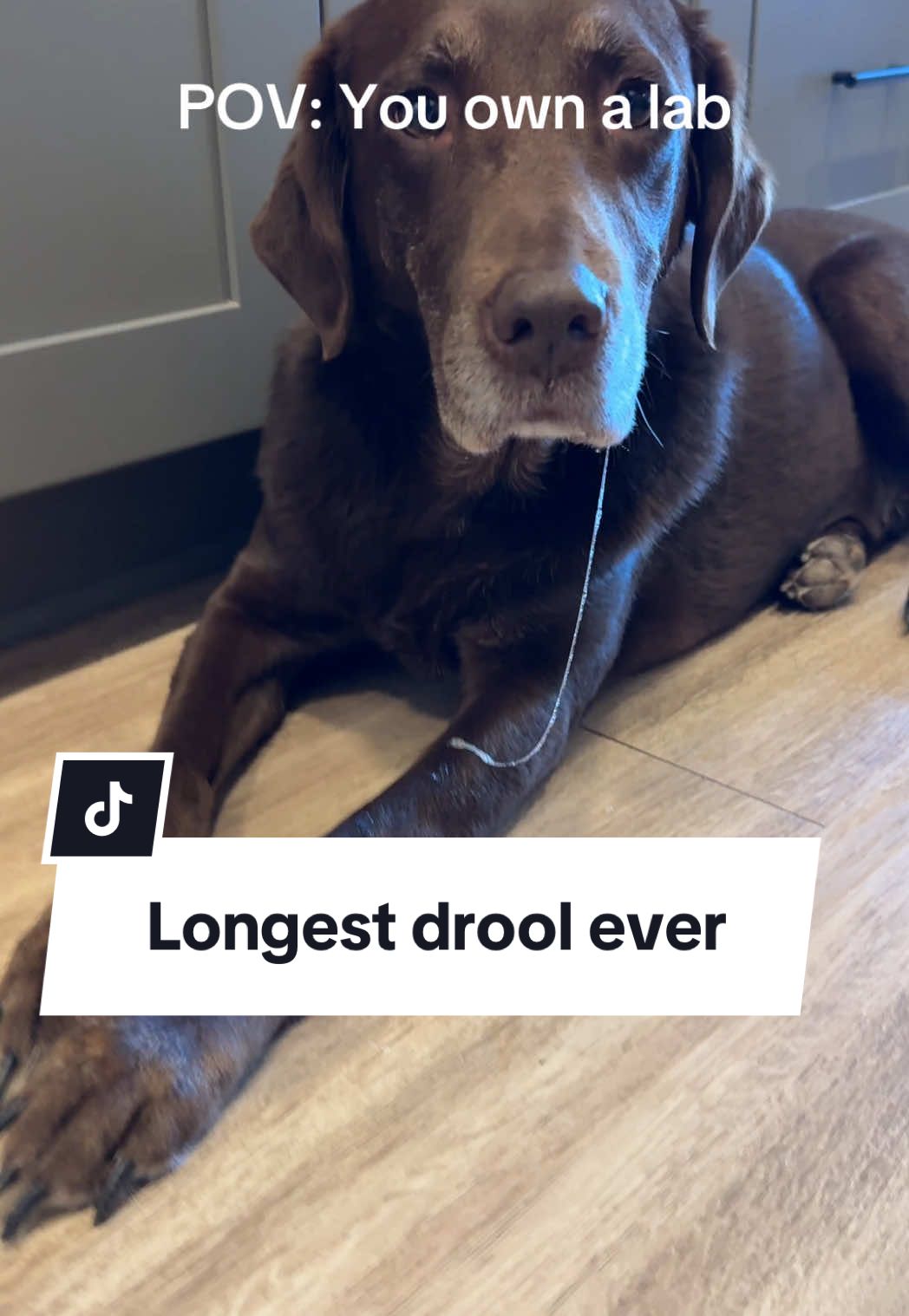 @Cristian the #dogdad