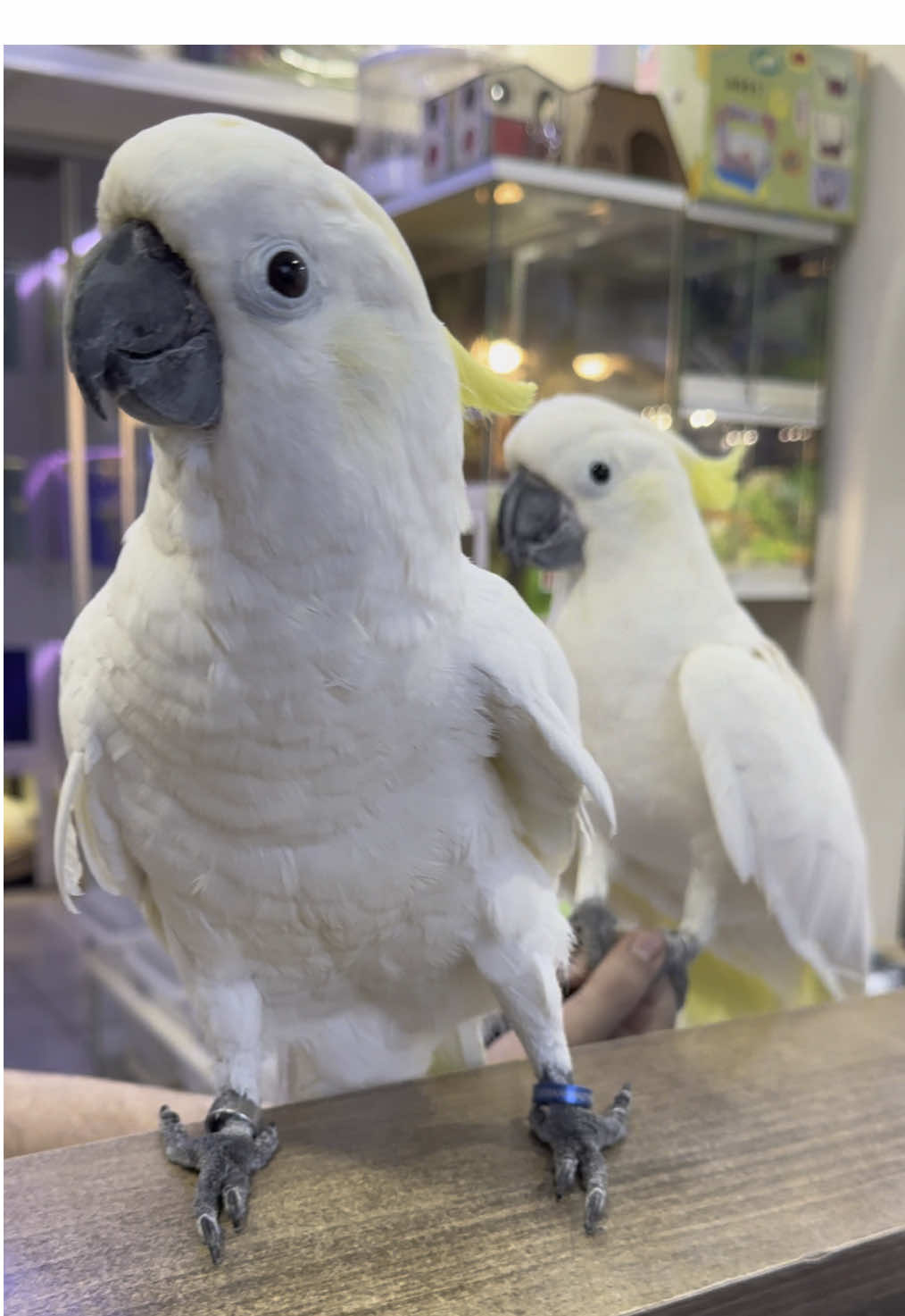 @KANMAZ PETSHOP