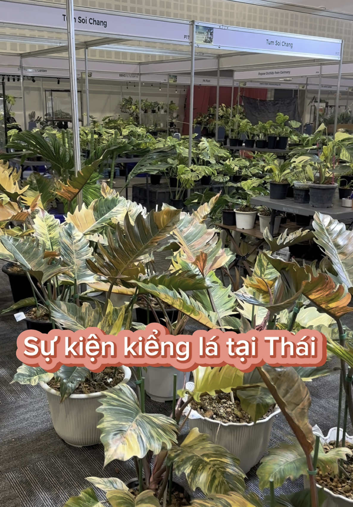 @Vườn Hồ H&acirc;n