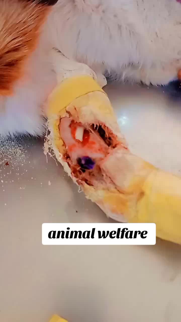 @Animal Welfare