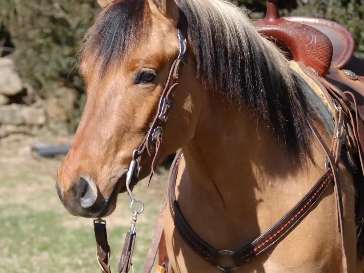 @CircleHEquineSalesLLC