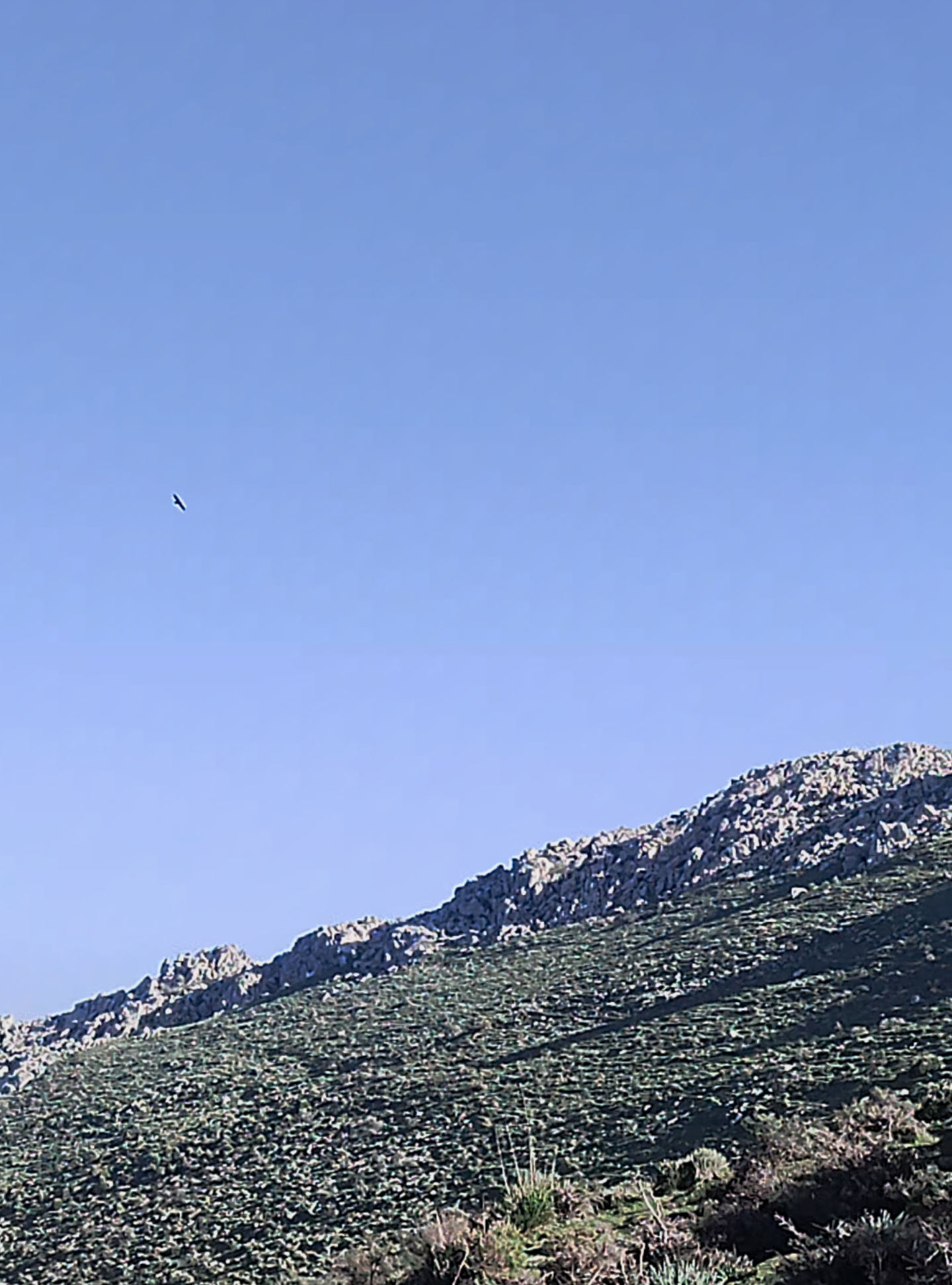 @ZERKAN DZ🇩🇿
