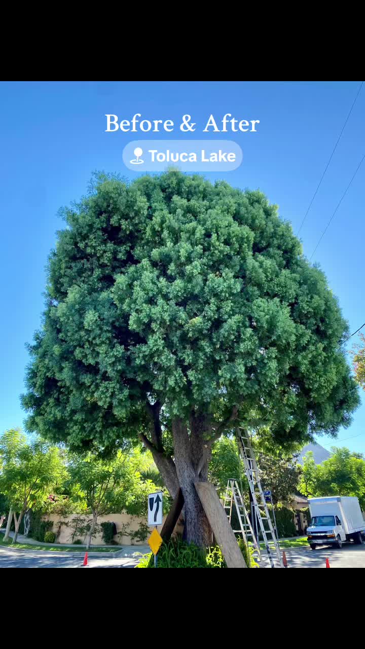 @Estan Tree Specialist