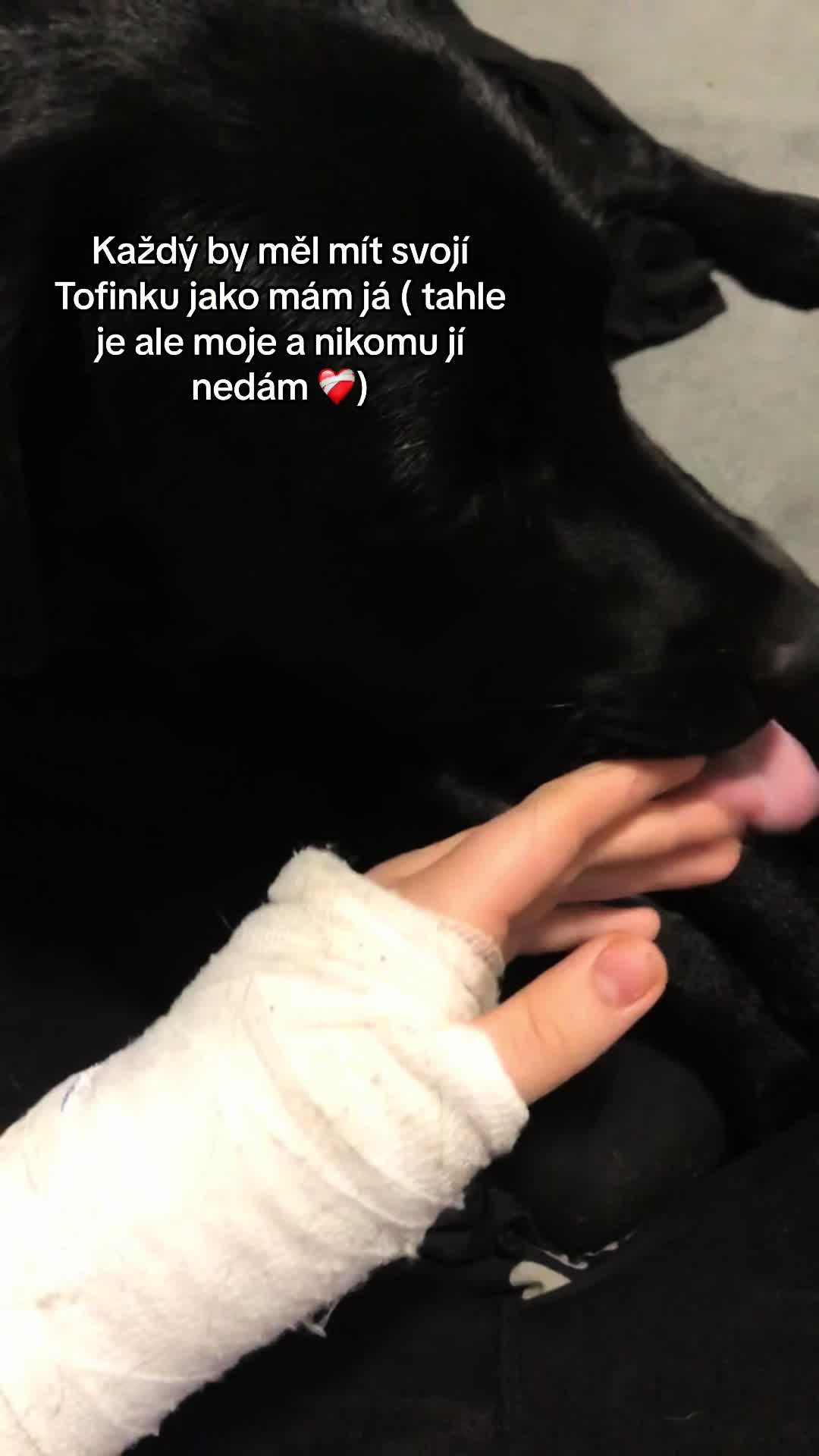 @labradors_gang_plus_one