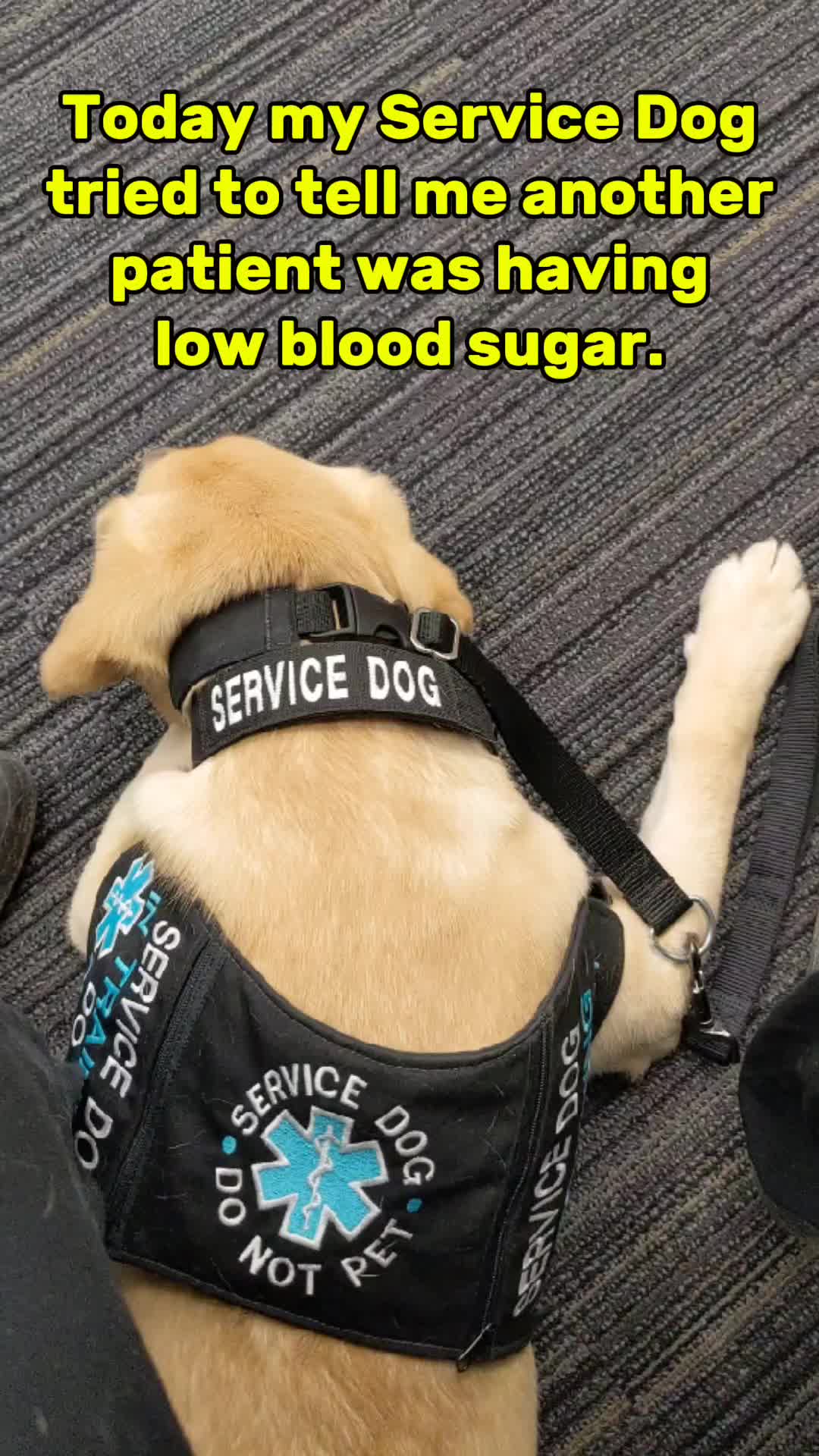 @Service Pup Milo