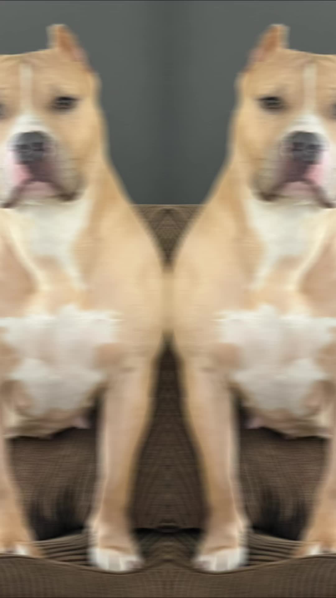 @Hera_The_Bully
