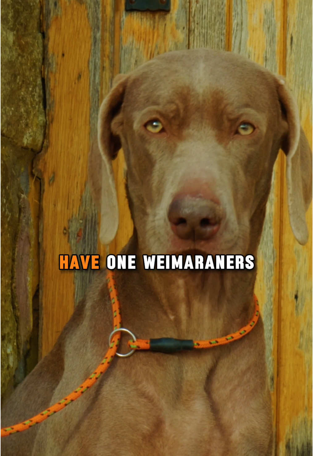 @Mordor Gundogs