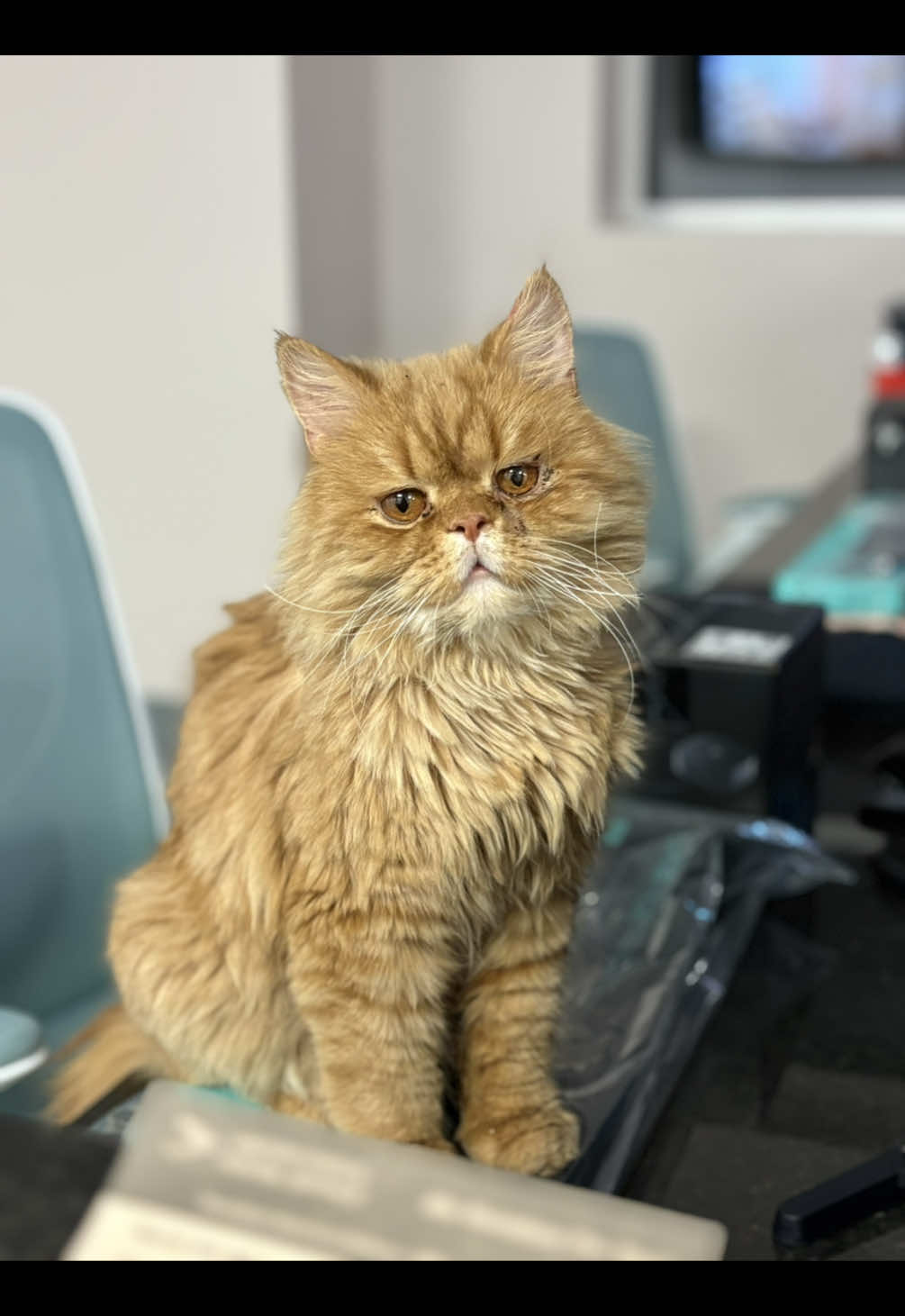 @The Fur Seasons Feline Rescue