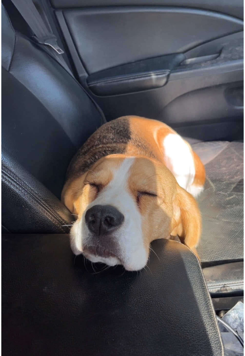 @woofandwander🐶