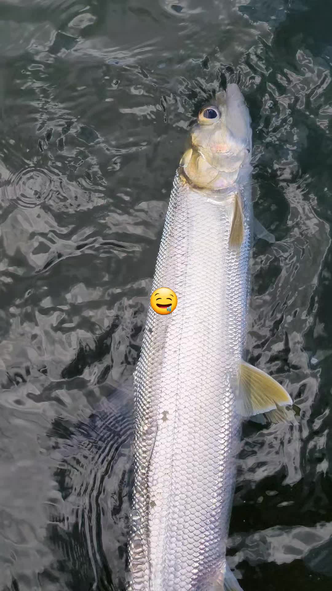 @🐟🎣🇦🇺