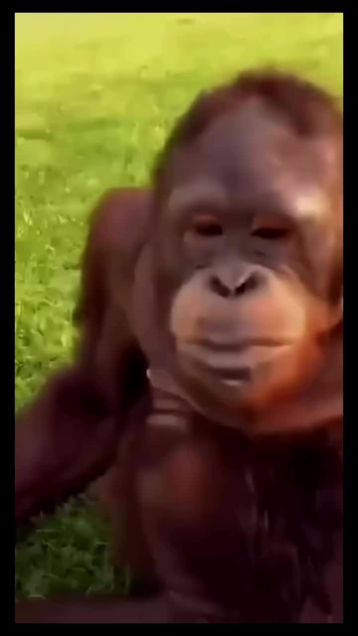 @kingmeme