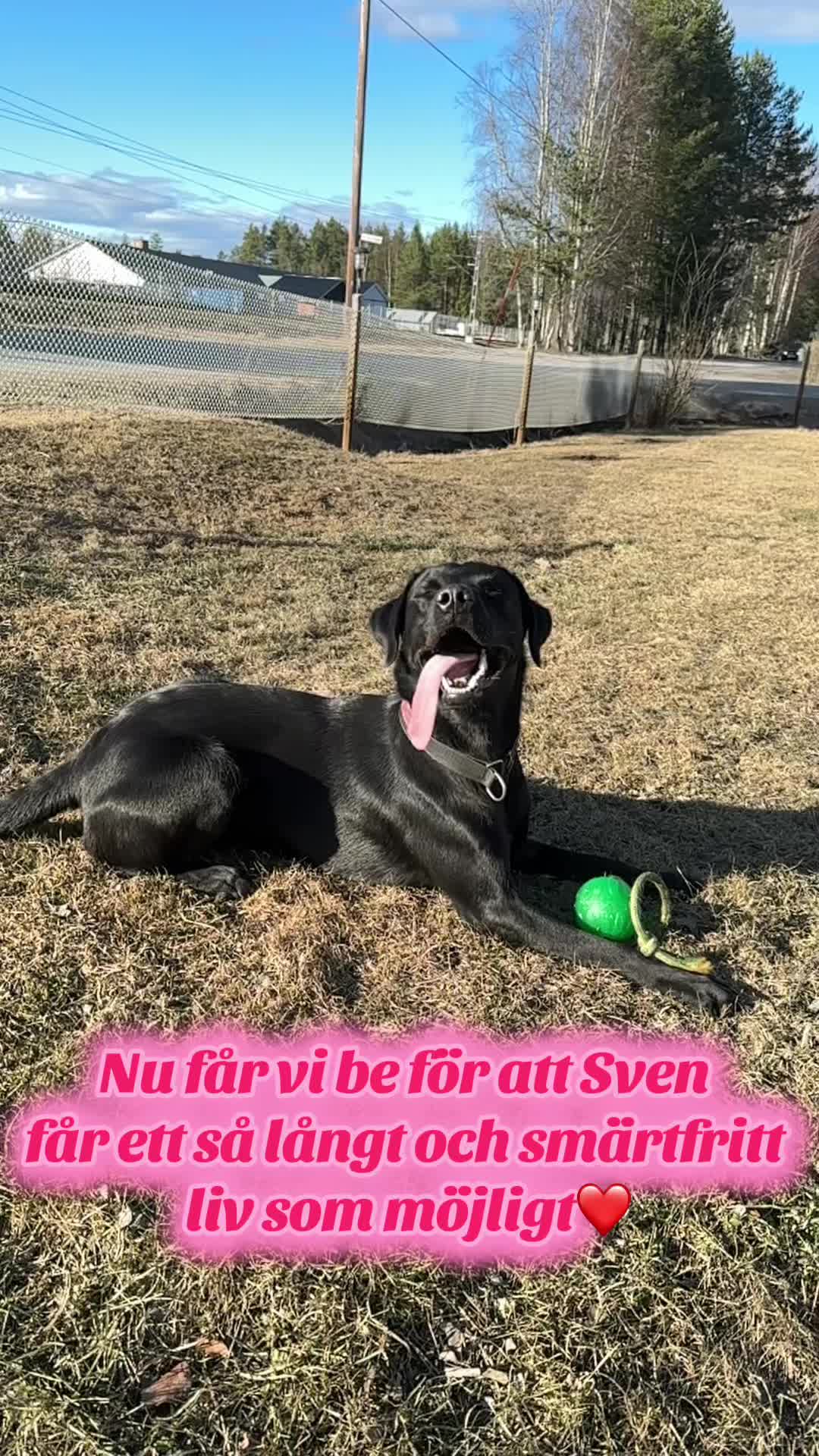 @dutch_lab_stories