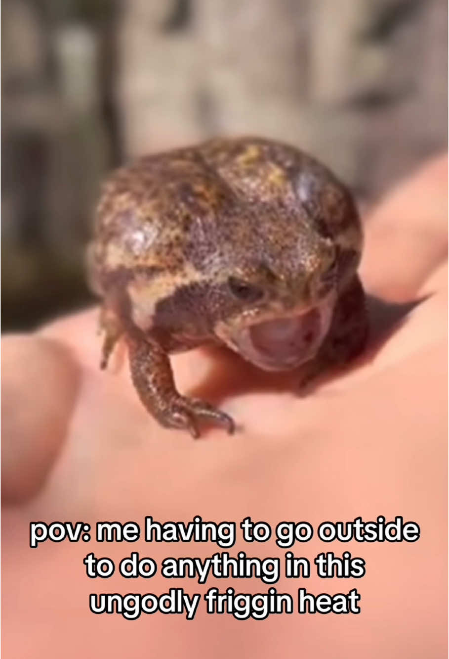 @Love_pets