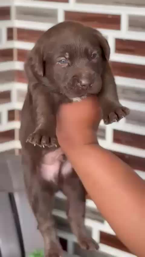 @virdiSarpanch999