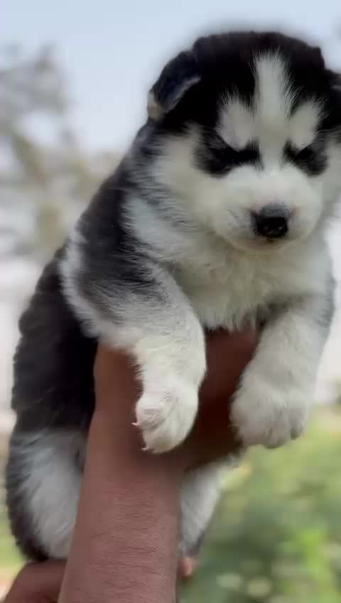 @virdiSarpanch999