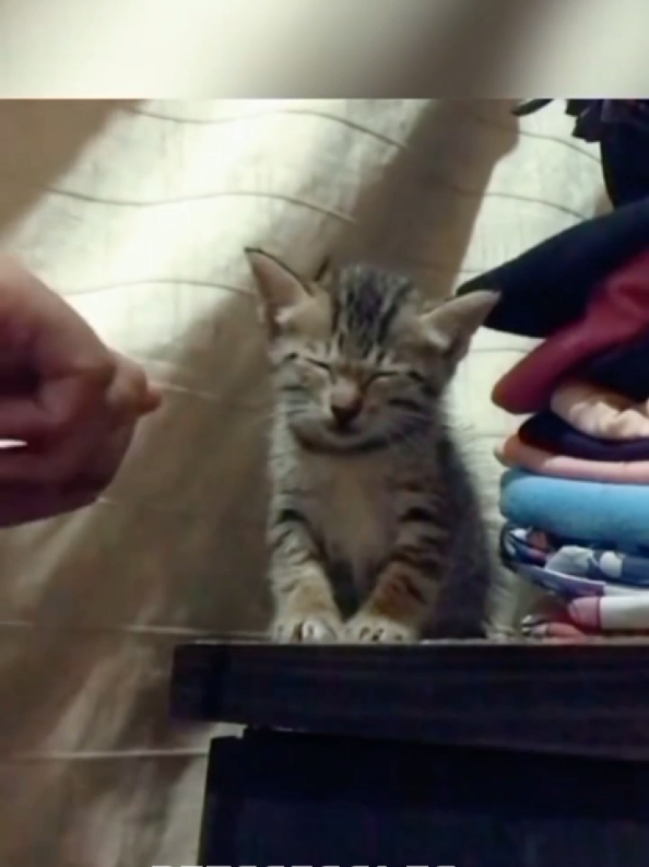 @Pets Giggles