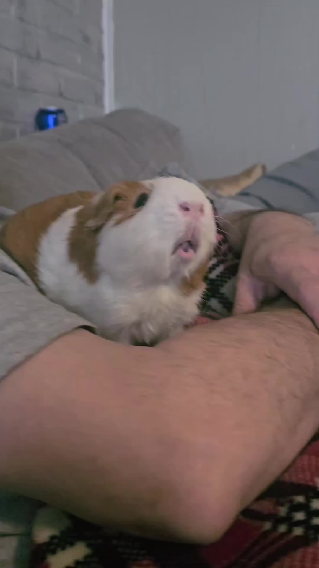 @♡GuineaPiggy♡