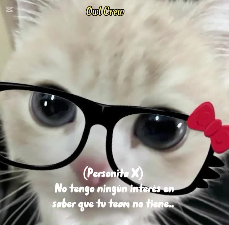 @owl_team