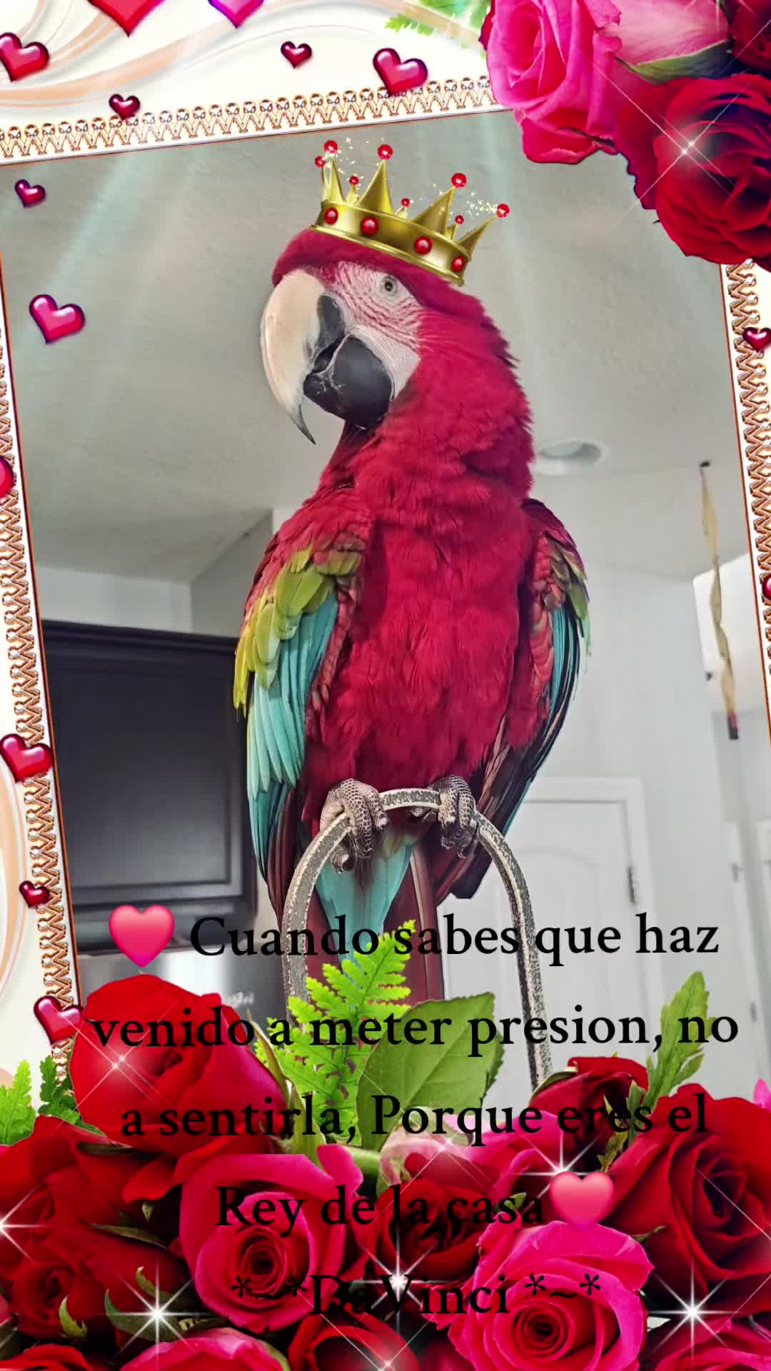 @🦋🇵🇷Mom of Parrots🇵🇷🦋