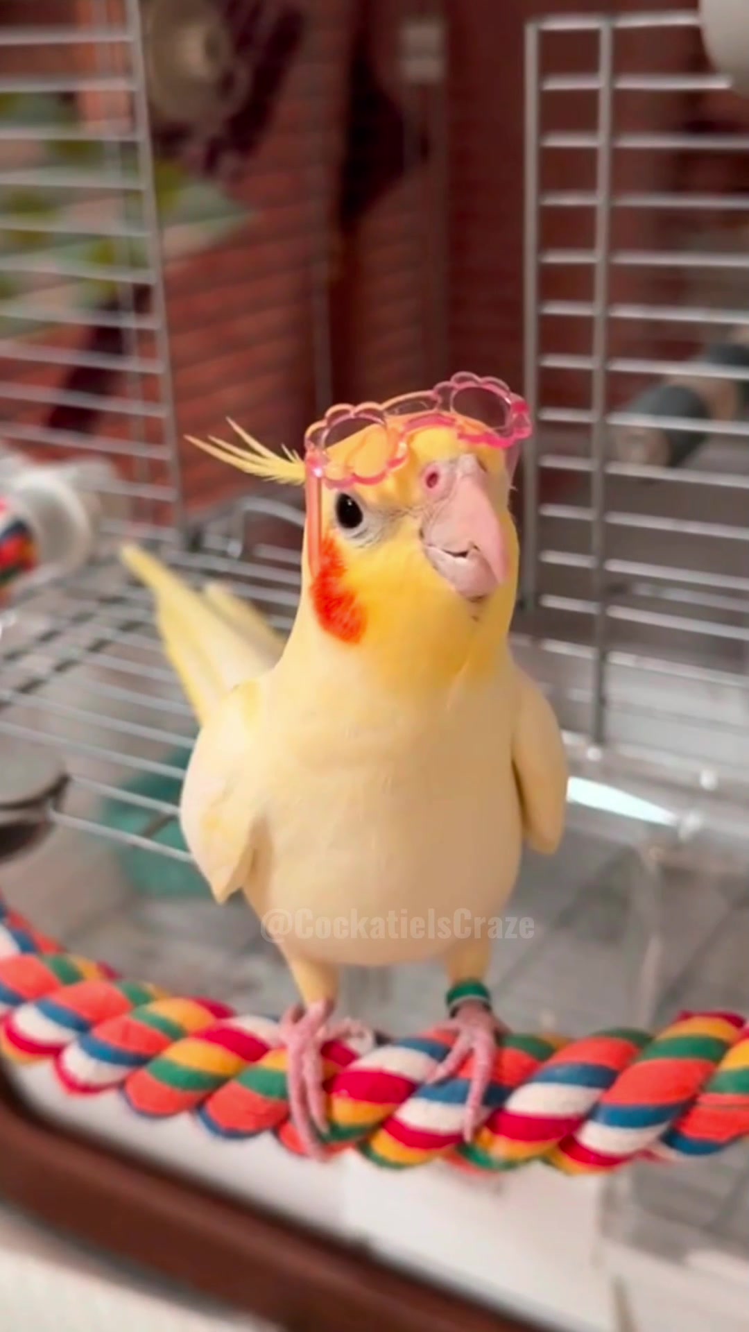 @Cockatiels Craze