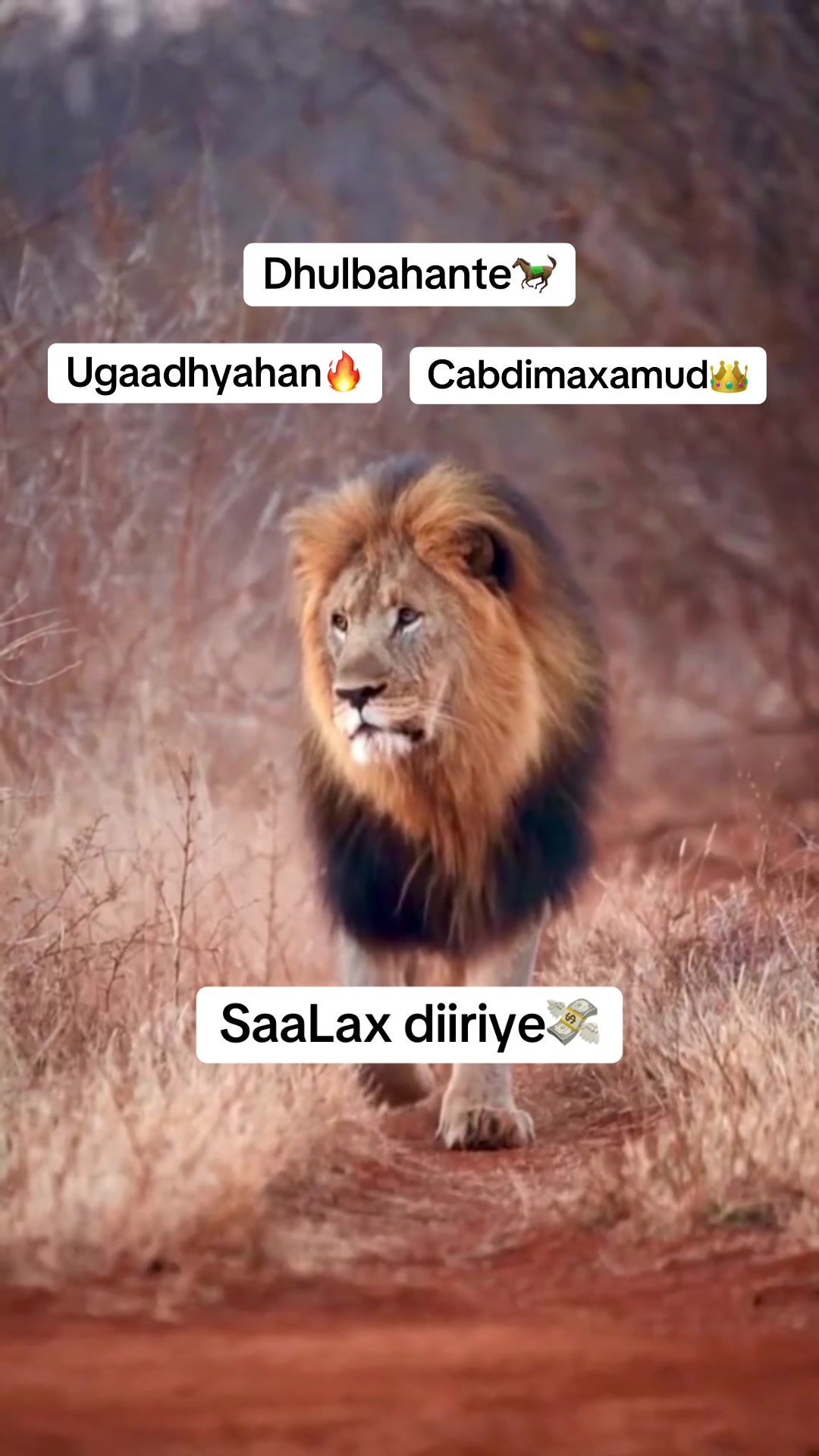 @Qaadiga