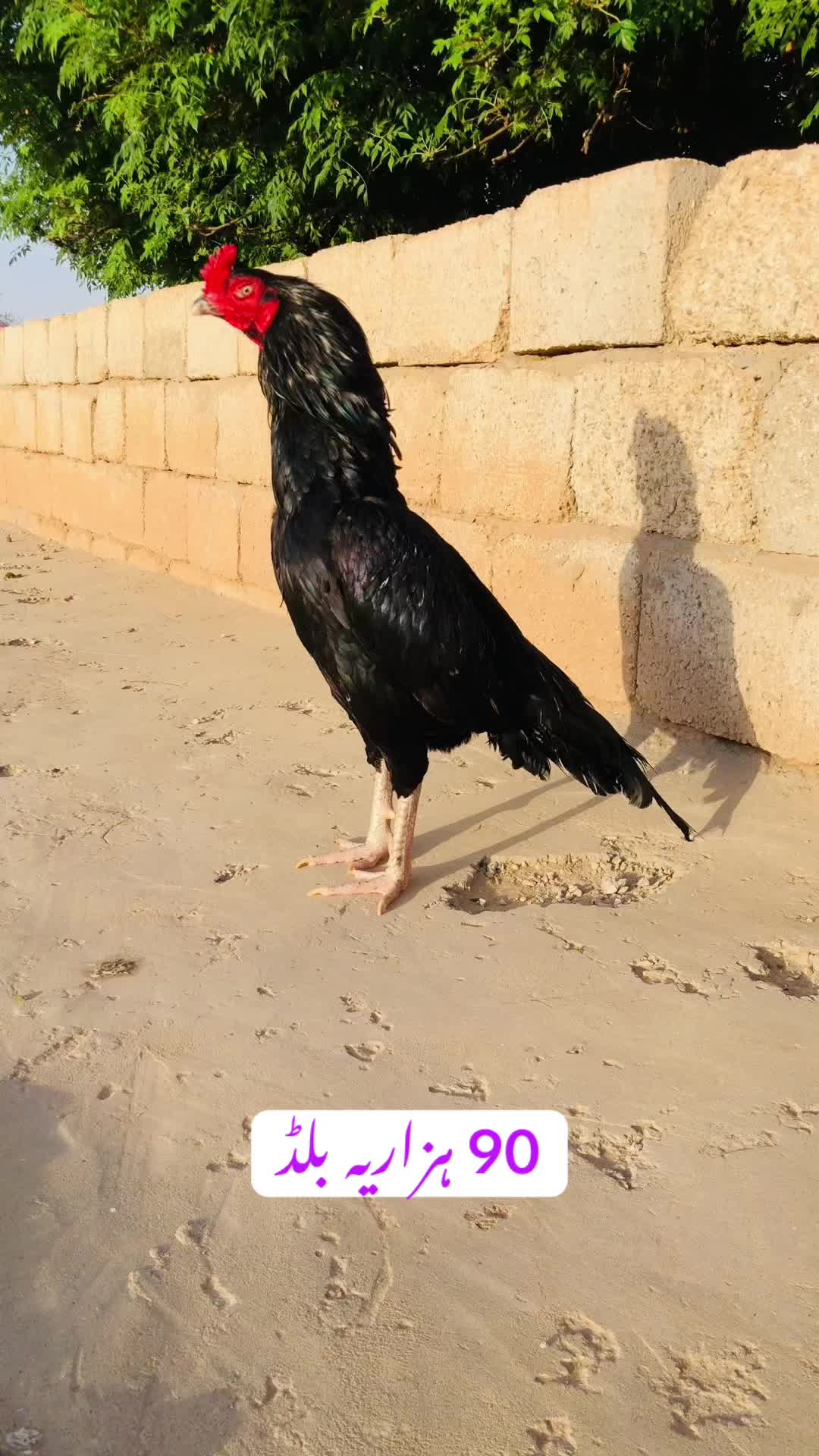 @Poultry Markaz