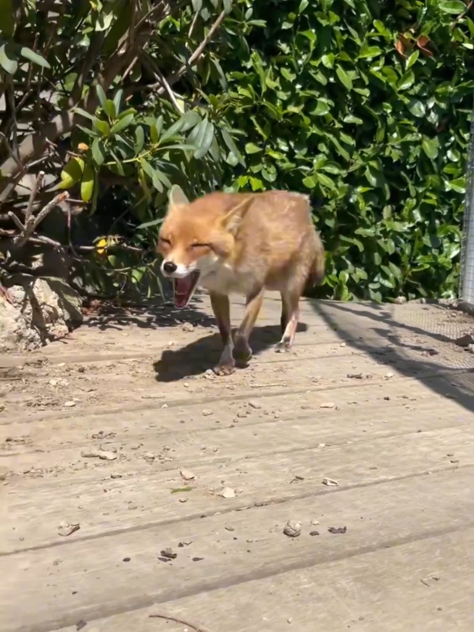 @animalsquad