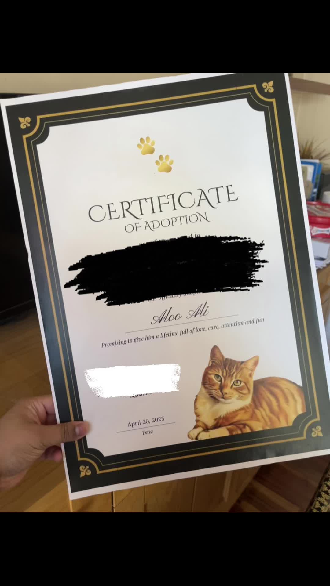 @Aloo The Cat