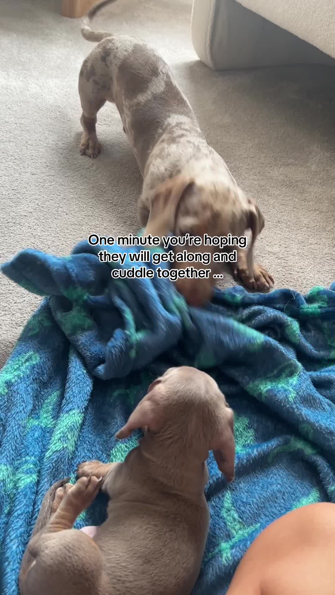 @Elvis the Sausage Boy