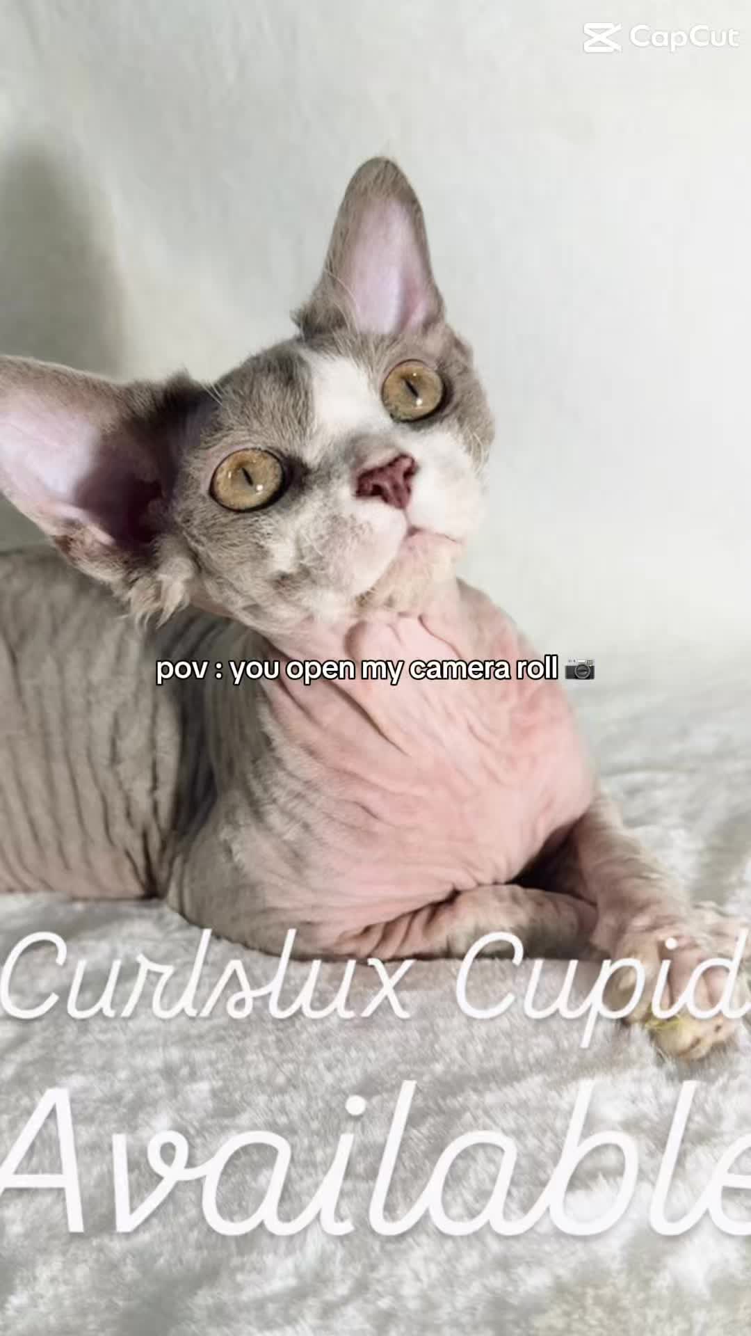 @Curlslux cattery!!🇺🇸