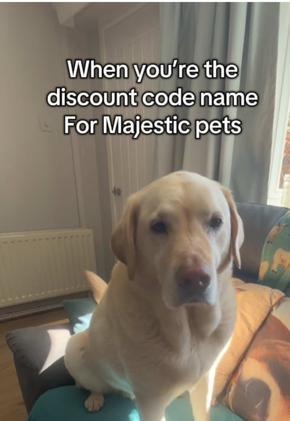 @A Dragon, a Lab & 2 Spaniels
