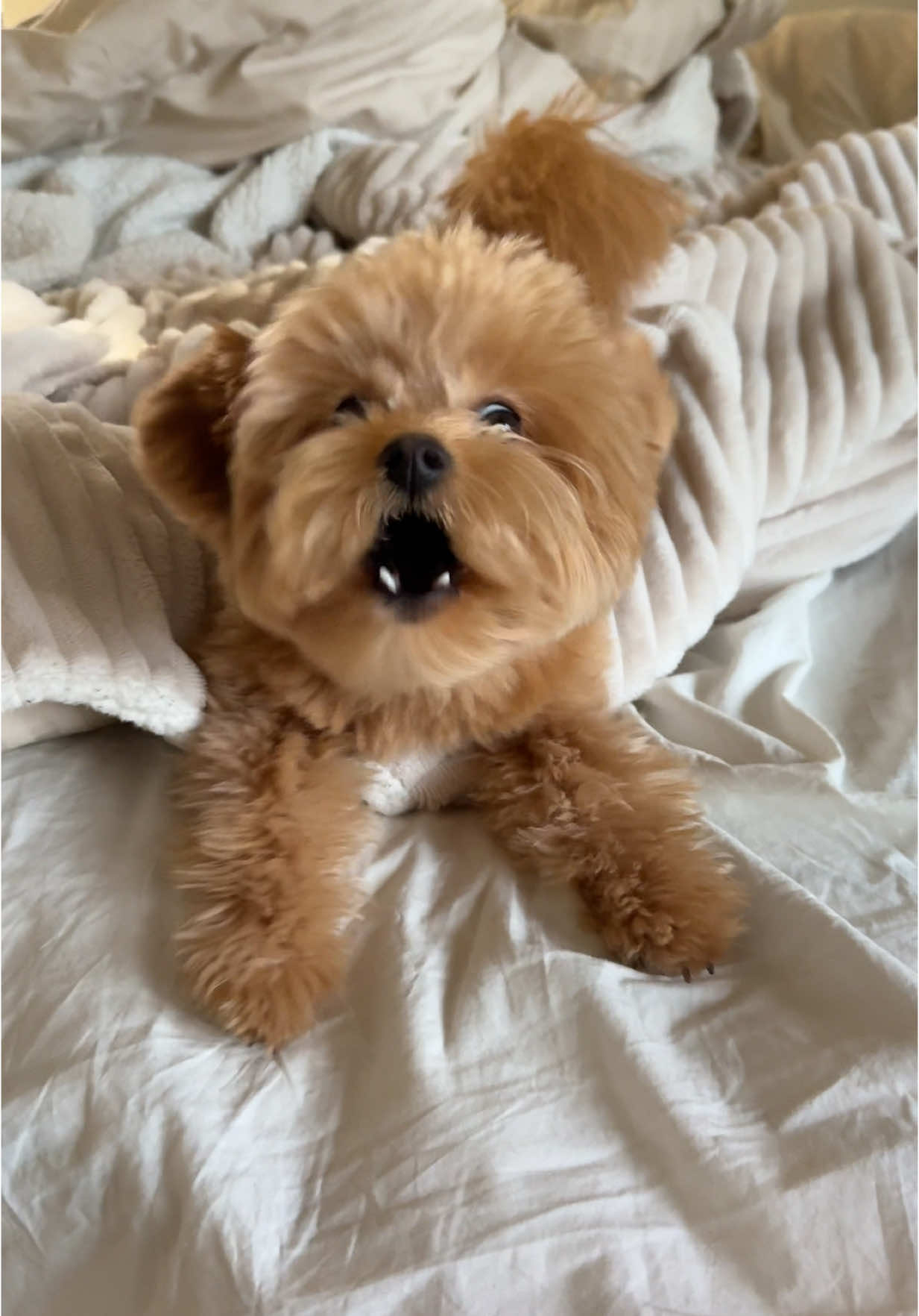 @pomapoo.barney