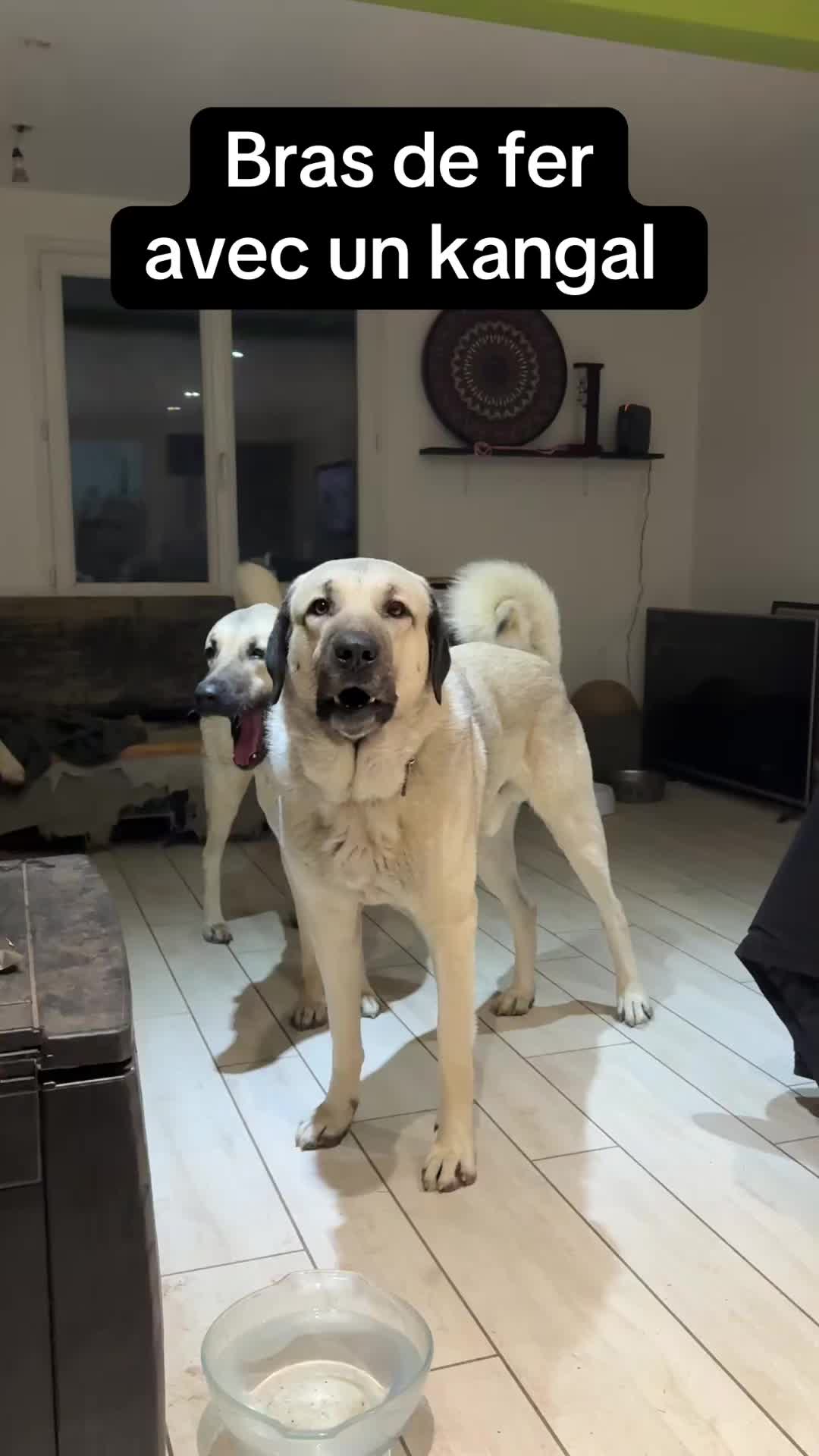 @Purekangal