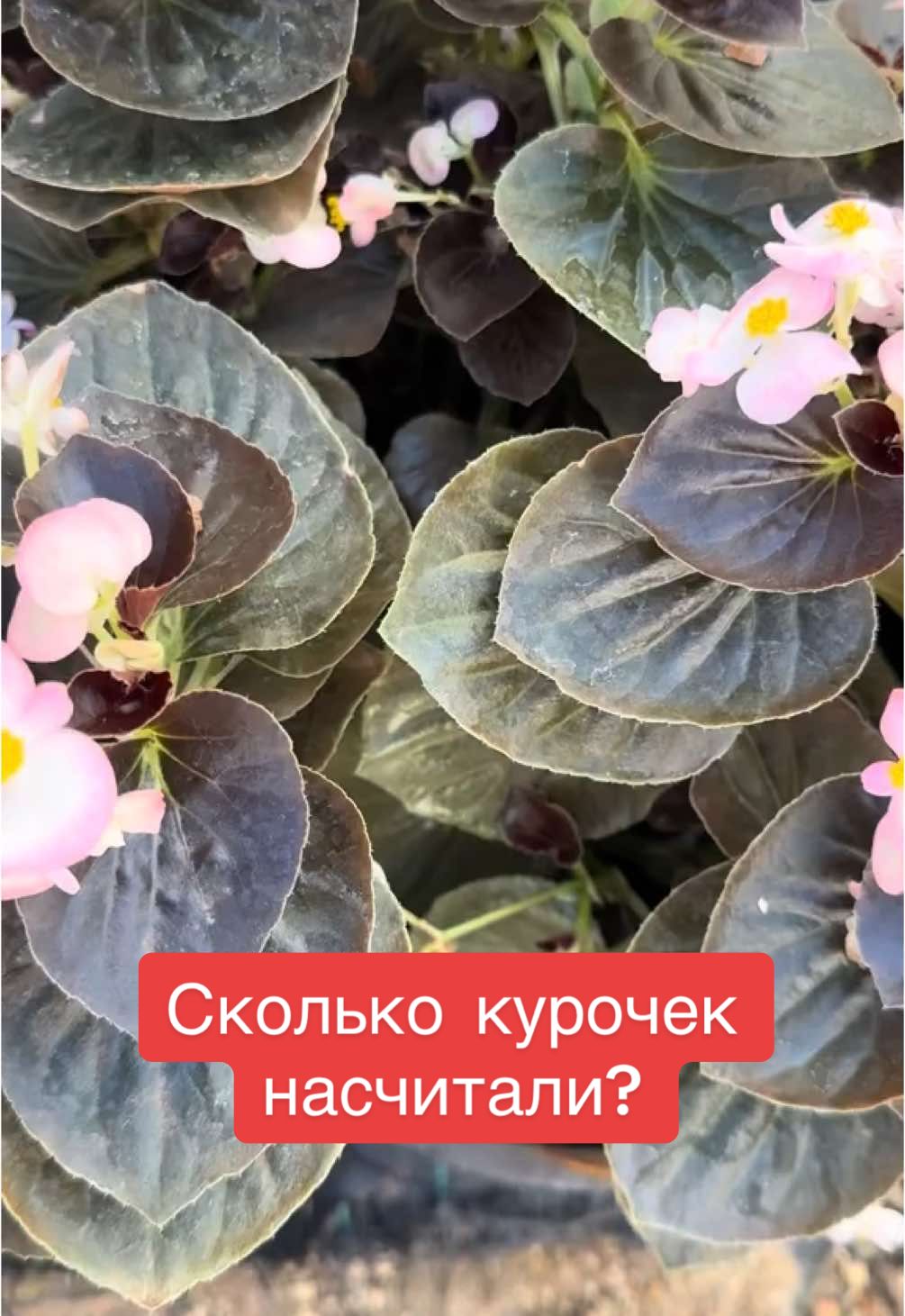 @26 соток